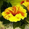 Gelber Hibiskus, Öl auf Hartfaserplatte, 80 x 60 cm